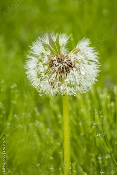 Fototapeta close up of one white dandelion flower with water drops grown on green grass field in the shade