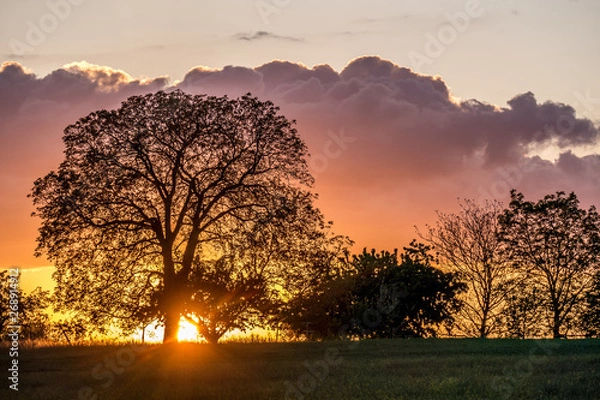 Obraz Baumgrundstück bei Sonnenuntergang