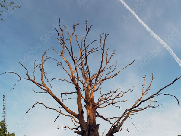 Fototapeta dry old oak tree in the rays of the evening sun.