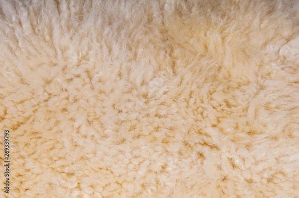 Fototapeta Sheep's wool. Sheep wool texture lamb background