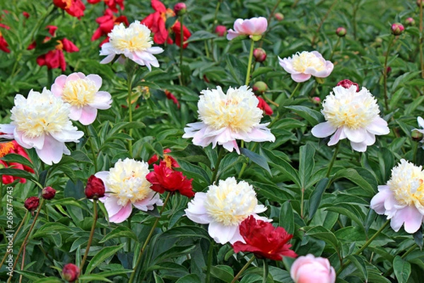 Obraz riot of spring flowering