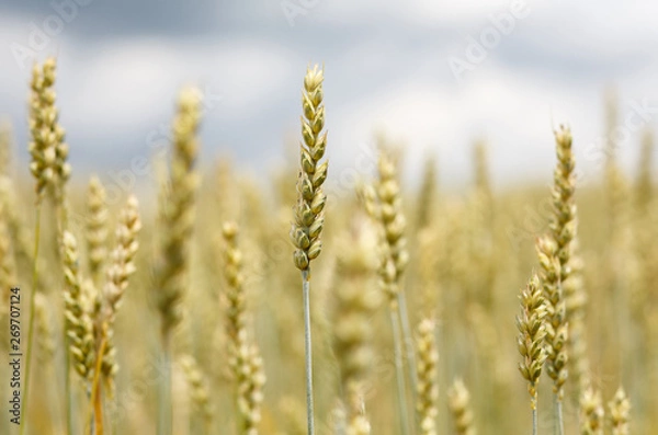 Fototapeta  Wheat field. full of ripe grains, golden ears of wheat or rye close up on a blue sky background.