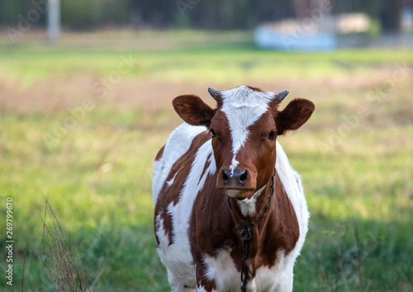 Fototapeta little cow