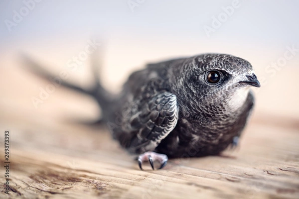 Fototapeta Hand Raised Young Swifts