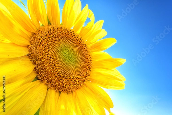 Fototapeta Sunflowers or helianthus head close up against blue sky. Beautiful yellow flower in sunlight, symbol of sun energy, nature photography suitable for wallpaper or desktop background