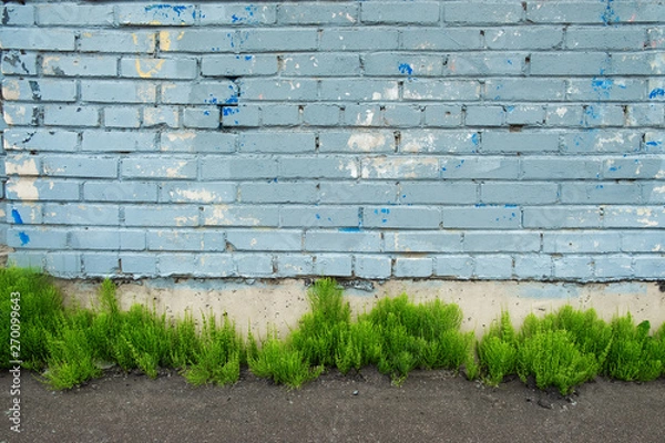 Fototapeta Aquamarine brick wall with splashes of paint. Dilapidated stone walls in the style of grunge. Green grass sprouted through the asphalt. Template for text