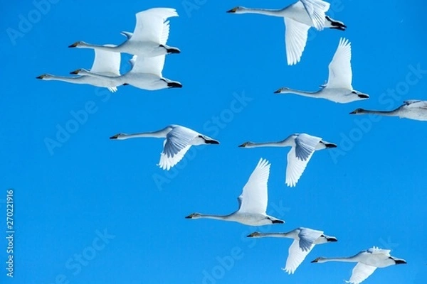 Fototapeta Flock of whooper swans (Cygnus cygnus) in flight with outstretched wings against blue sky, winter, Hokkaido, Japan, beautiful royal white birds flying, elegant animal, exotic birding in Asia