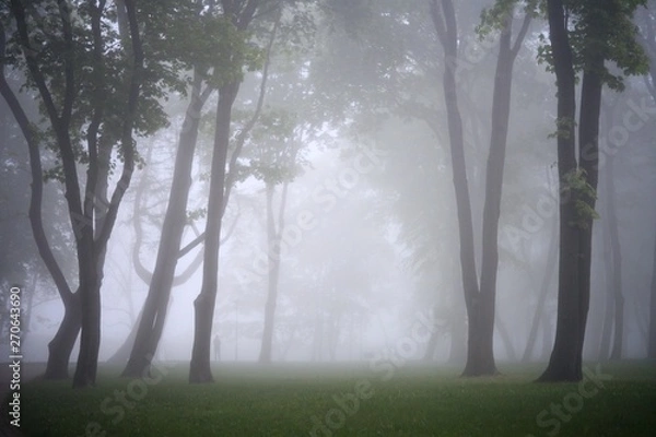 Fototapeta city park in foggy morning - trees silouette in the foggy park at the morning. Clean environment contsept.