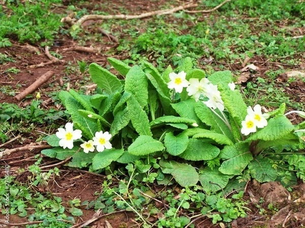 Fototapeta primrose