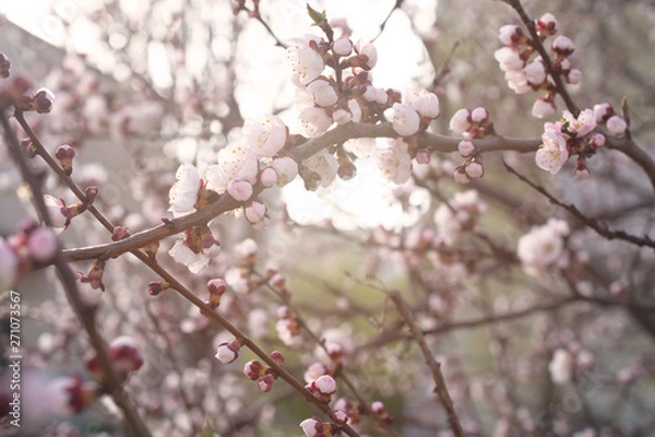 Fototapeta Spring floral background with blooming pink sakura cherry flowers blossom