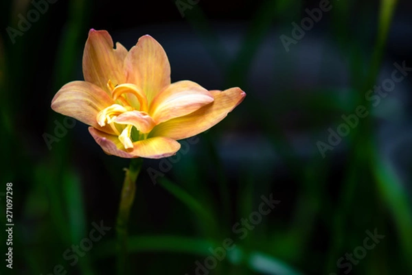 Obraz Yellow flower in the nature,select focus.