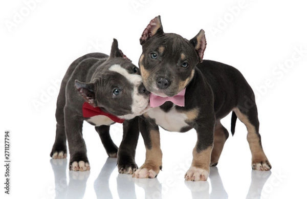 Obraz American Bully biting on his firend's pink bowtie