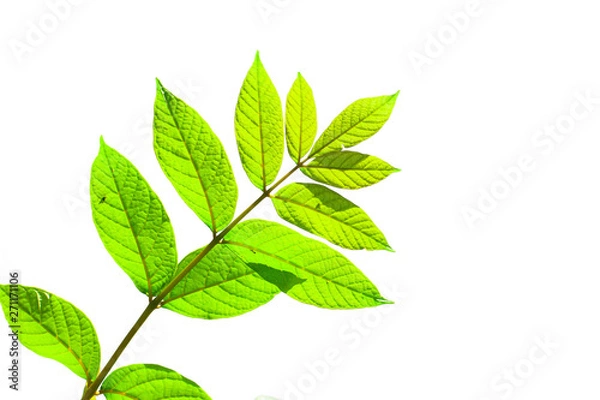 Fototapeta Green leaves isolated on a white background.