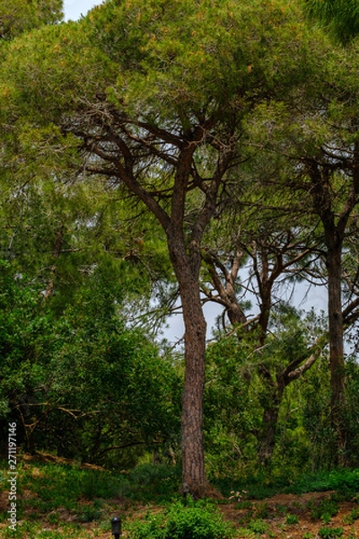 Fototapeta Pines in the park in summer close-up.