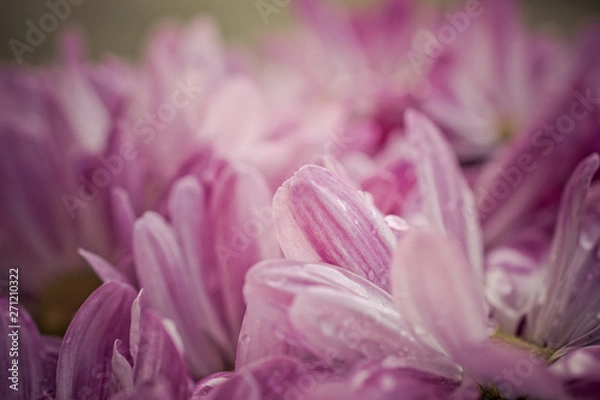 Fototapeta Colorful petals from garden. Macro photography.