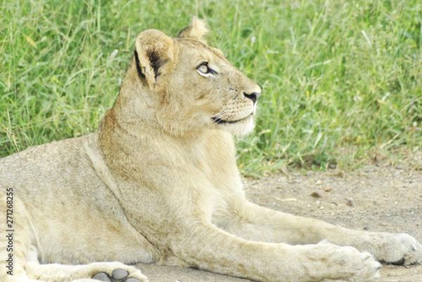 Fototapeta eye of the lion