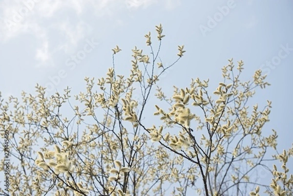 Fototapeta willow twigs with catkins frame with blue background