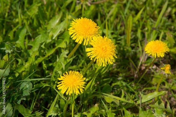 Fototapeta Yellow flowers in the summer on the field. Dandelions on the field.