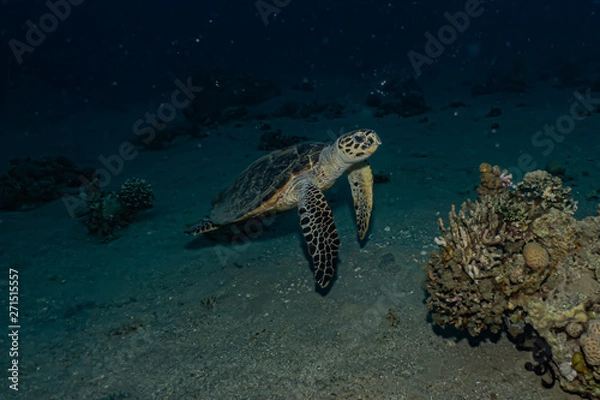 Fototapeta Hawksbill sea turtle in the Red Sea, dahab, blue lagoon sinai