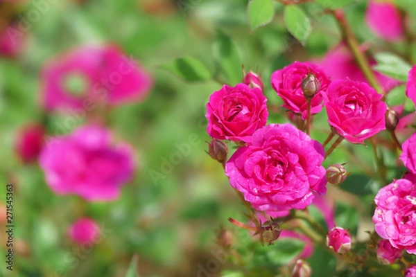 Obraz Centifolia roses, the Provence rose or cabbage rose or Rose de Mai