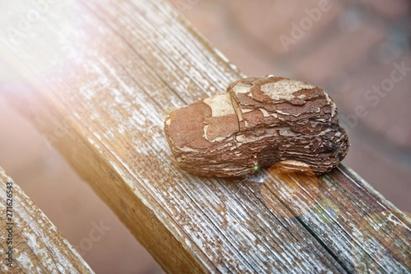 Fototapeta Brown wooden bark on wooden bench, close-up objects, defocused background