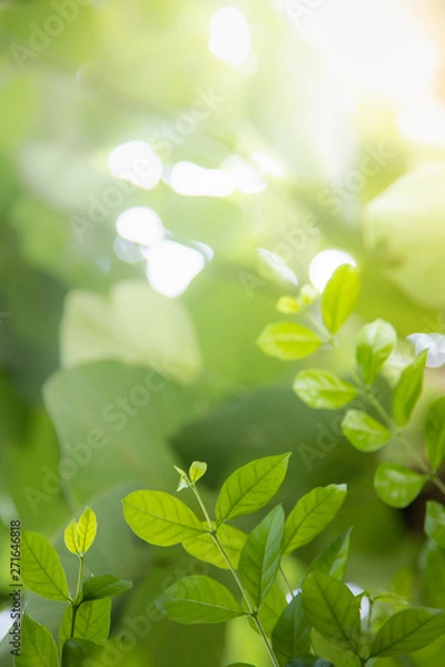 Fototapeta Close up of nature view green leaf on blurred greenery background under sunlight with bokeh and copy space using as background natural plants landscape, ecology wallpaper concept.