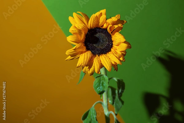 Fototapeta a bright Sunny sunflower with dew drops on yellow petals on colored background