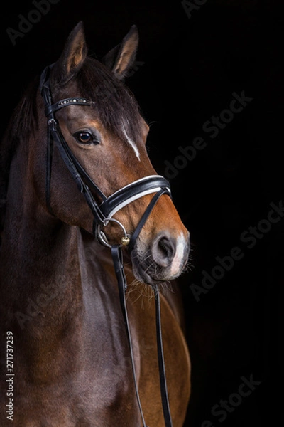 Fototapeta Pferd im Fotostudio vor schwarzem Hintergrund Warmblut 