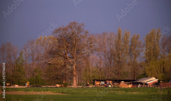 Fototapeta Dutch countryside with farming tools in evening sunlight in spring.