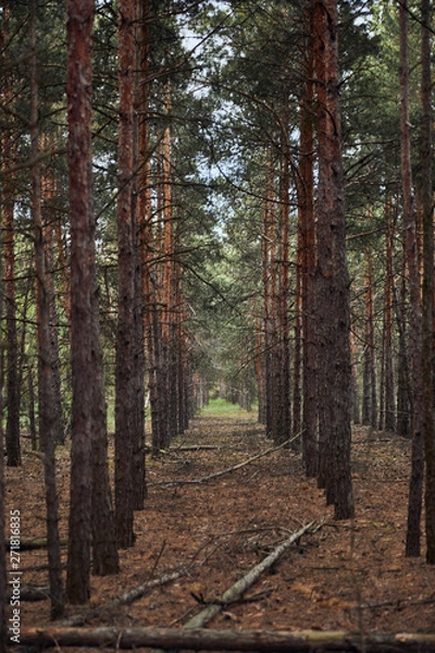 Fototapeta Pine forest with fallen and tall trees in rows