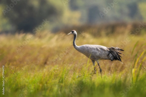 Fototapeta Żuraw pospolity - Grus grus, piękny duży ptak z euroazjatyckich pól i łąk, Park Narodowy Hortobagy, Węgry.