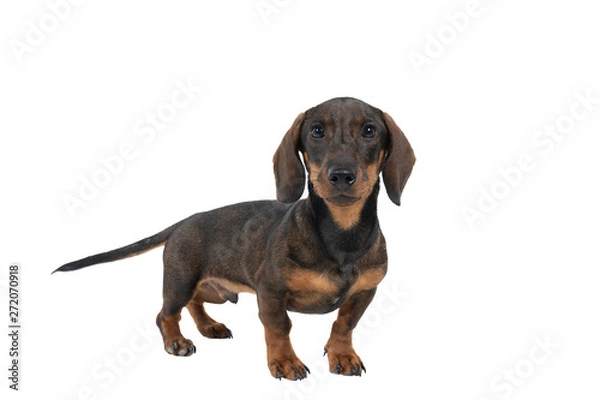 Fototapeta Closeup of a bi-colored black and tan wire-haired Dachshund dog  full body looking at the camera isolated on a white background