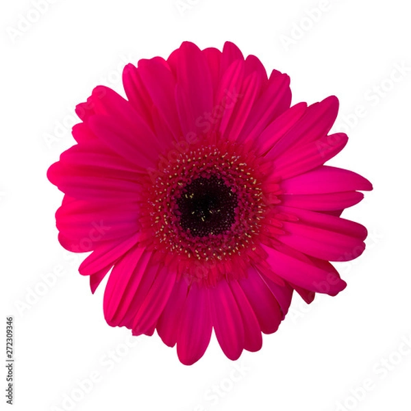 Fototapeta Pink flower Gerbera.