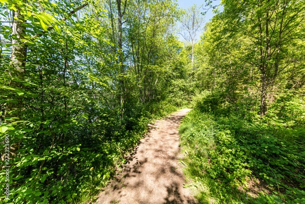 Fototapeta sunny summer hiking trail footpath in the woods for tourists