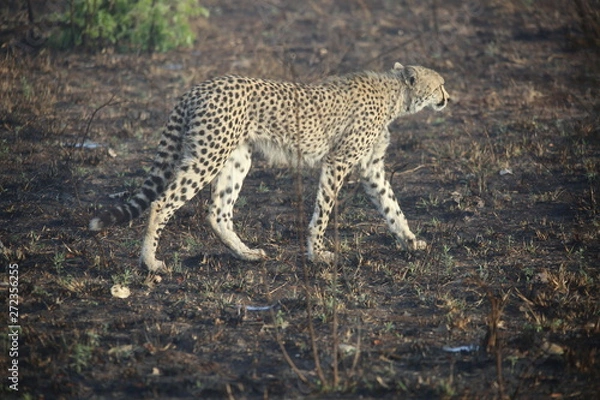 Fototapeta cheetah on the lookout