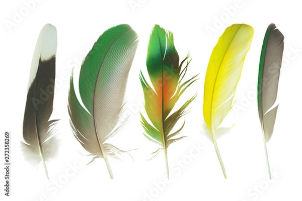 Fototapeta Beautiful collection parrot lovebird feather isolated on white background