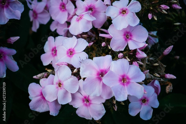 Fototapeta Blumenstimmung