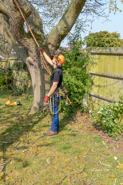 Fototapeta Tree Surgeon or Arborist with safety harness and ropes ready to work up a tree.