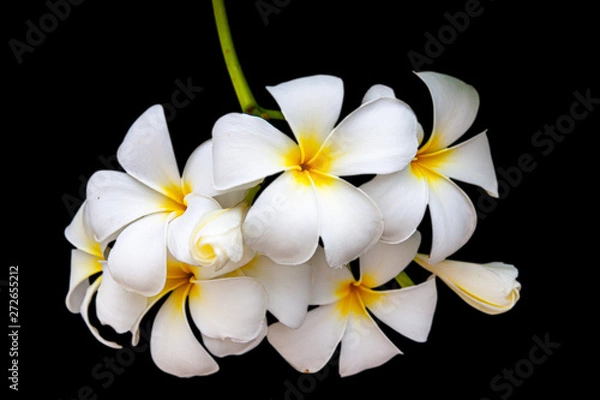 Fototapeta Plumeria or Frangipani is a perennial flower in the family of trotters or frangipani trees. There are many types together. Other native names include Champa, Champalao and Champakhom.