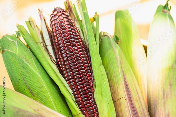 Fototapeta Fresh red corn on rustic wooden table. Grains of ripe corn on wooden background.