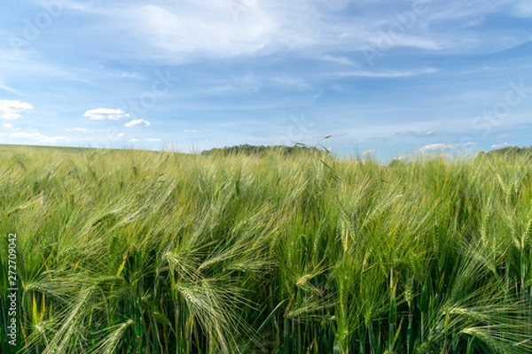 Fototapeta green wheat field with immature grain and blue sky