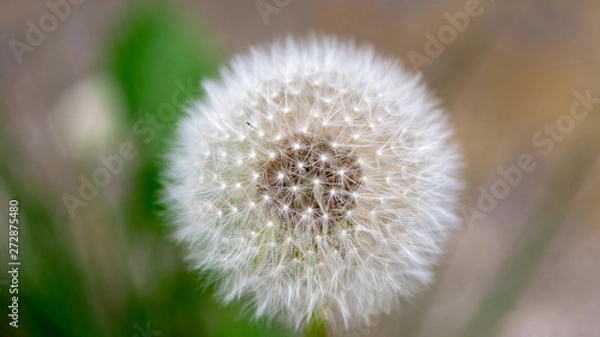 Fototapeta Löwenzahn, Pusteblume, Makro