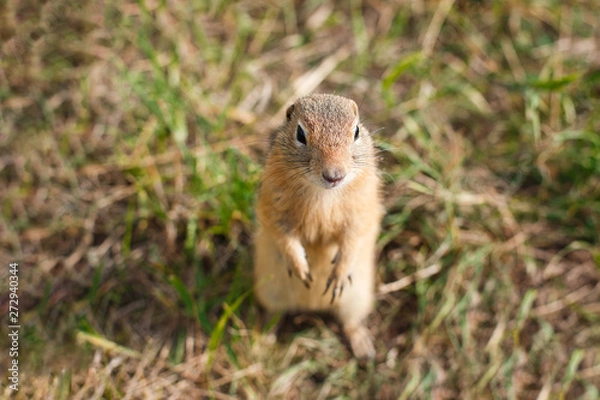 Fototapeta gopher in a grass field close up