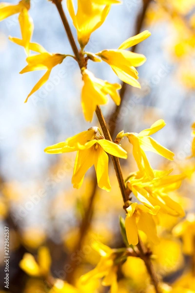 Fototapeta Flowering Forsythia closeup on blue sky background