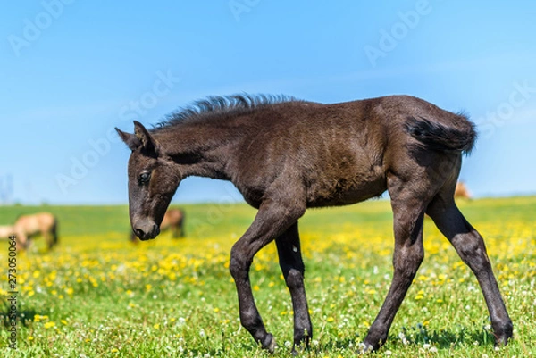 Obraz A lone horse grazes in a field of dandelions against the sky.