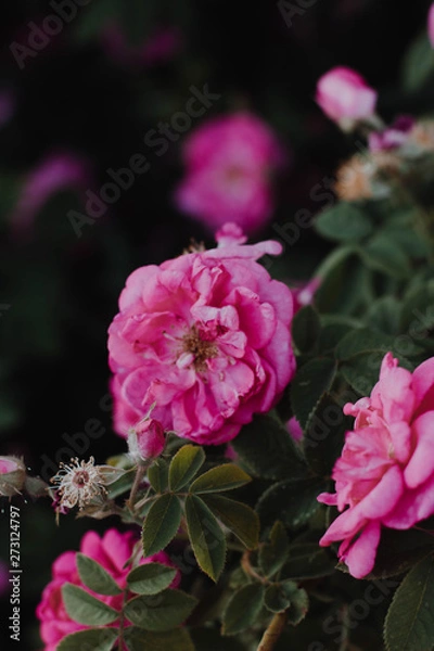 Fototapeta pink flowers in the garden