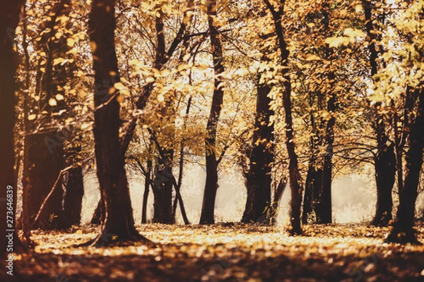 Fototapeta autumn forest