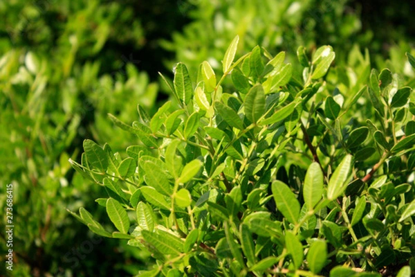 Fototapeta Mastic tree, pistachio lentiscus on the sea side Mediterranean Sea.