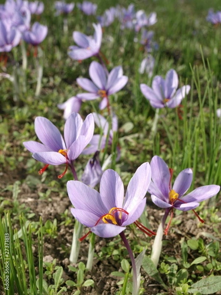 Fototapeta Close up of beautiful blue Saffron Crocus flowers