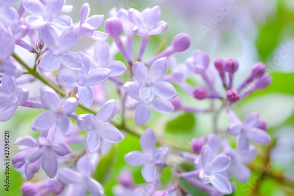 Fototapeta Lilac shrub flower blooming in spring garden. Common lilac Syringa vulgaris bush